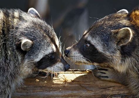 raccoons breeding season